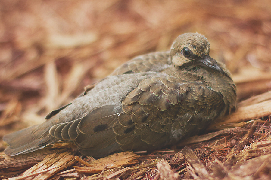 2013Sep04 - Baby Dove Animal Portrait by Stacie McElroy